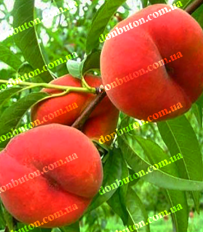 Саженцы инжирного персика «Сатурн» - купить по низкой цене